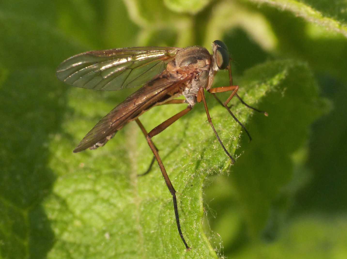 Rhagio cf.  tringarius? (Rhagionidae)